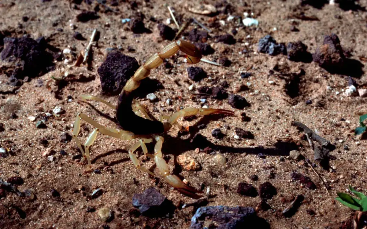 An Arizona bark scorpion (Centruroides sculpturatus) on rocky ground (illustrative photo; a relative of the Mexican scorpion whose Cn2 toxin was targeted)